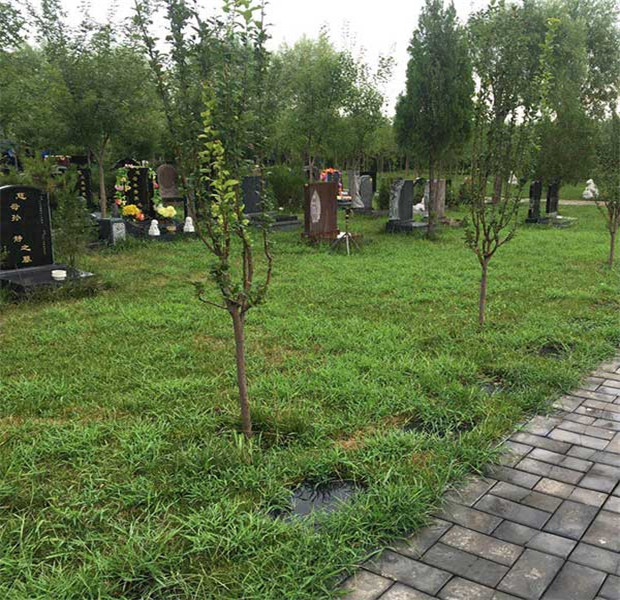 树葬卧碑